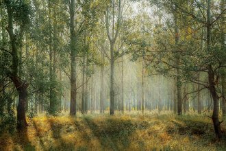 Foto von Bäumen in einem Wald mit einfallenden Sonnenstrahlen